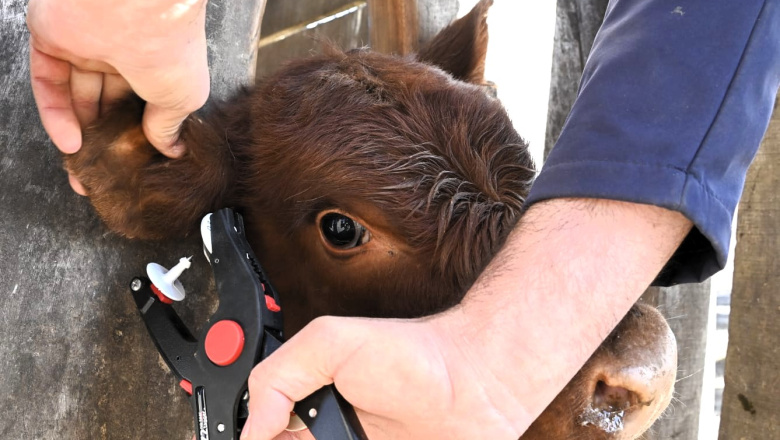 Establecen nuevas condiciones para la identificación electrónica de animales