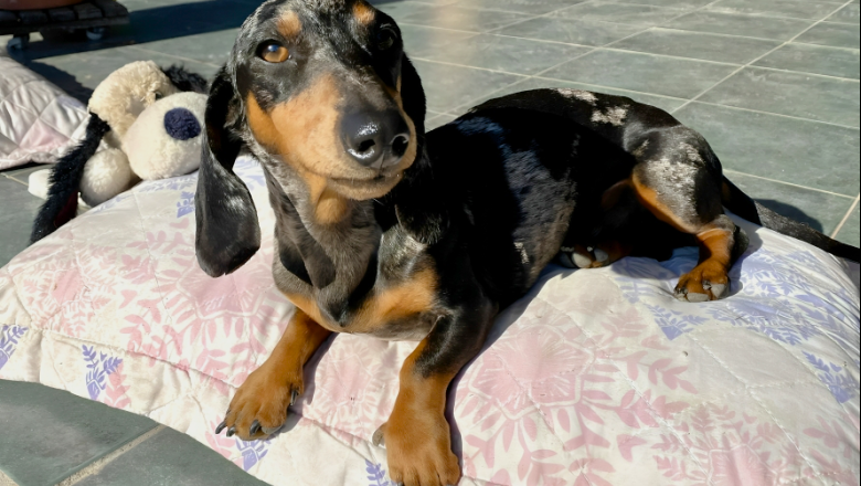 Celebración, responsabilidad y el valor multidimensional del vínculo canino