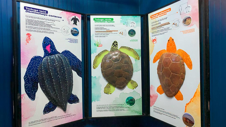 Inauguran en la Costa Atlántica Bonaerense una sala didáctica sobre las tortugas marinas