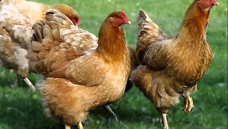 Promueven la cría de gallinas, con foco en el bienestar animal y las prácticas avícolas responsables