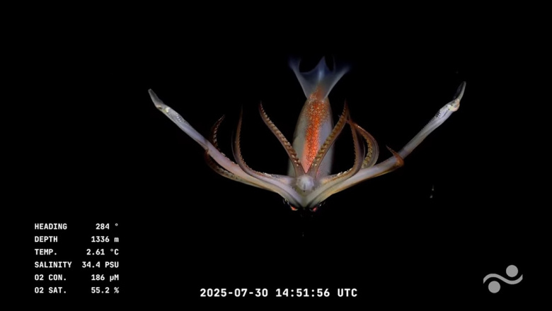 Exploración sin precedentes en el Atlántico Sur