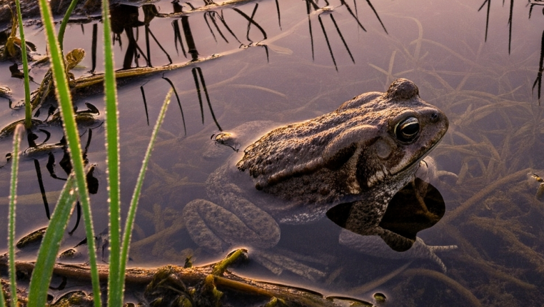 Monitorean en el Iberá las poblaciones y distribución de ranas y sapos