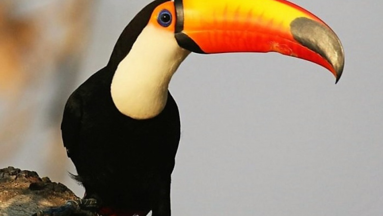 Preocupante informe sobre las enfermedades de la fauna silvestre