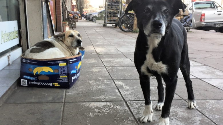 Animales sin hogar: una deuda ética que podemos y debemos saldar