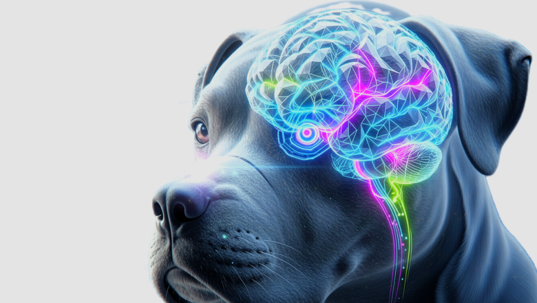 Nuevas claves neuroanatómicas para comprender el cerebro animal