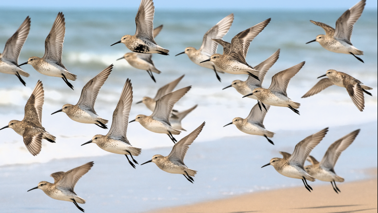 Aves playeras en Argentina: centinelas de la salud de nuestras costas