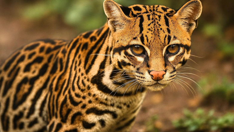 Misiones es un escenario privilegiado para la conservación del ocelote