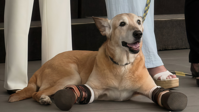 México busca tipificar la crueldad animal como delito grave