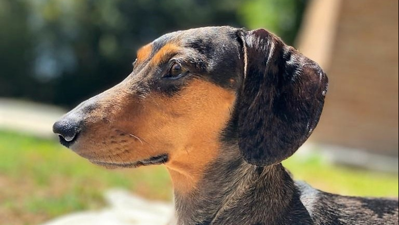 Jesús María implementó un registro con microchips para perros