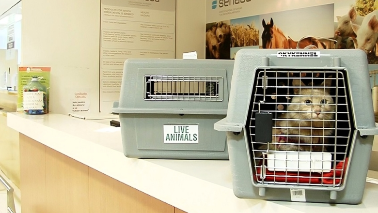 Viajar con animales de compañía desde Argentina: pasos a seguir