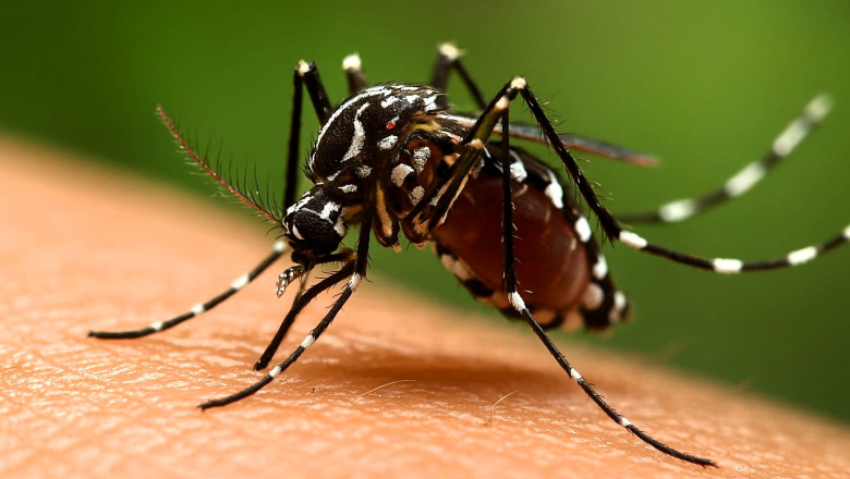 Buscan anticipar brotes de dengue con el uso de Inteligencia Artificial