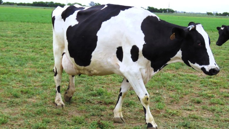 Desarrollan en Argentina una vacuna eficaz contra la mastitis bovina
