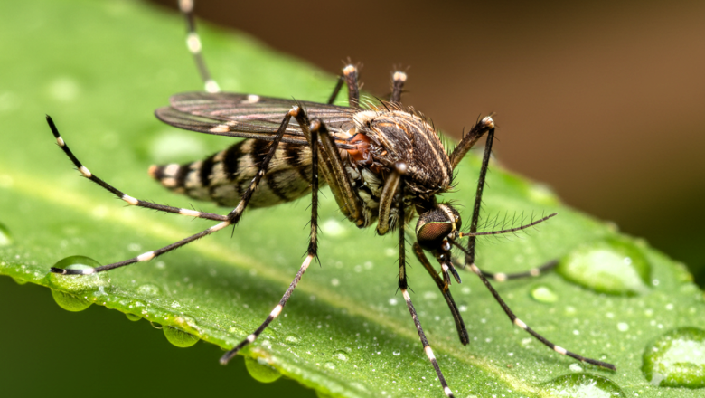 El calor récord lleva por primera vez mosquitos a Islandia