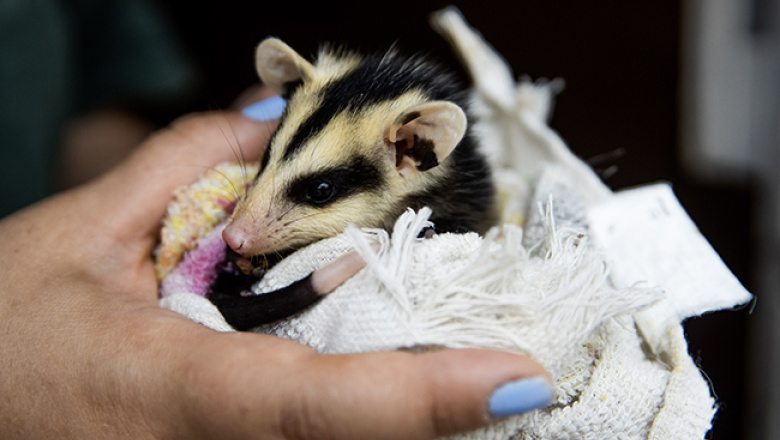 Atención clínica y rehabilitación de fauna silvestre en la Reserva Ecológica Costanera Sur