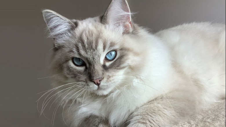 Un estudio revela los principales problemas de salud en los gatos Ragdoll