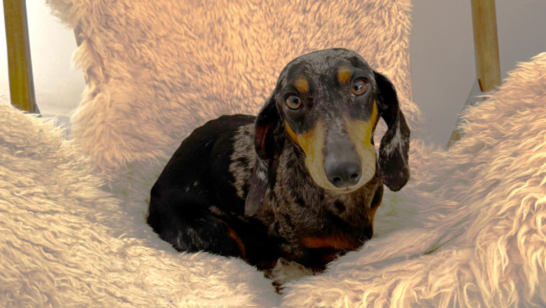 Más hogares eligen perros de talla pequeña