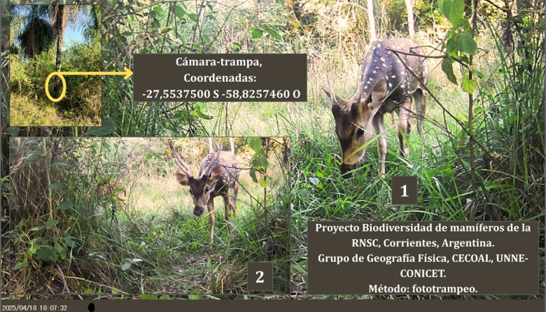 Detectan por primera vez ciervo axis en la Reserva Santa Catalina de la provincia de Corrientes