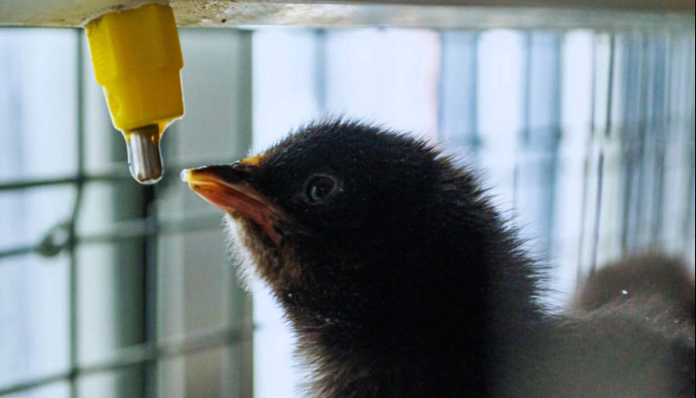 Aíslan un probiótico clave para la salud de los pollos