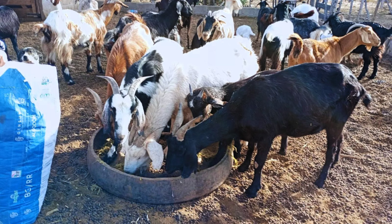 Suplementación estratégica: clave para la producción caprina en zonas áridas