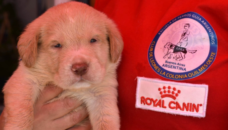 La EPGA busca familias para criar cachorros que serán perros guía