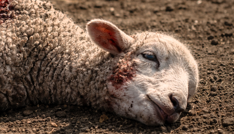 Perros asilvestrados mataron más de 100 corderos en una escuela agrotécnica fueguina