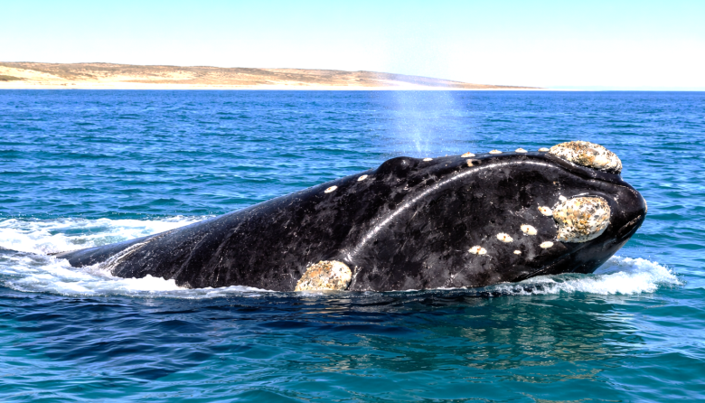 El rol del veterinario en la conservación de los cetáceos