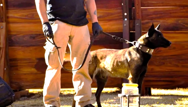 INTA entrena perros para detectar plagas que amenazan la citricultura del NOA