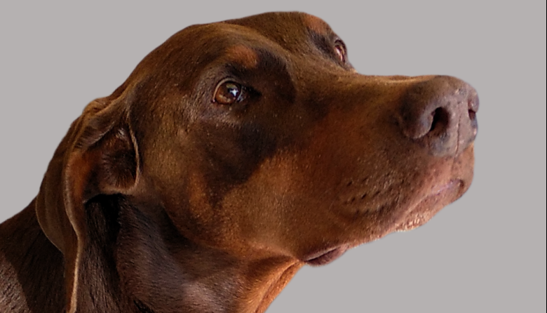 San Luis refuerza la protección a los animales y al personal de la salud