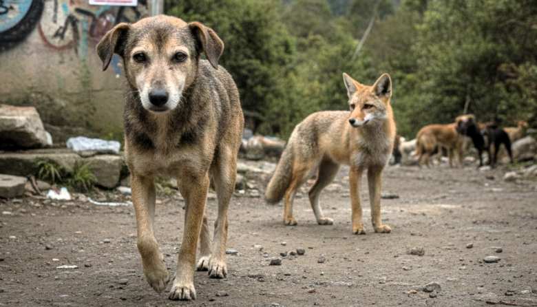 ¿Por qué el moquillo canino sigue ganando la batalla en Sudamérica?