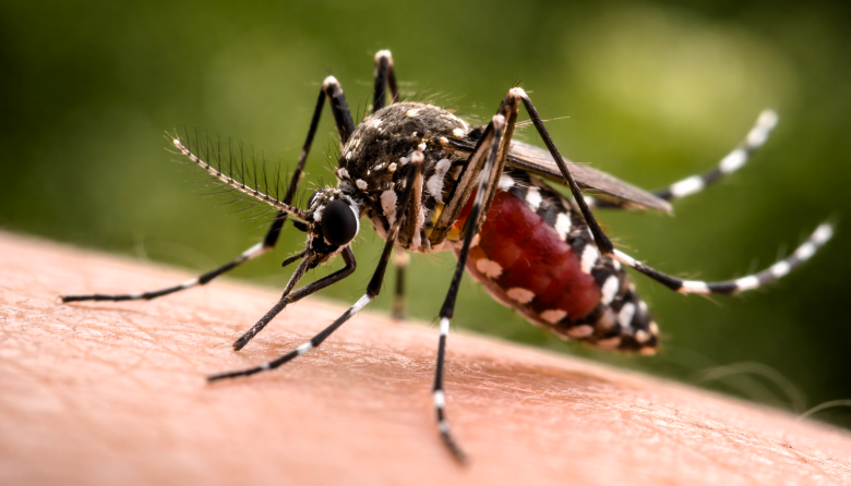 Fiebre amarilla: la OPS advierte sobre transmisión sostenida en Sudamérica