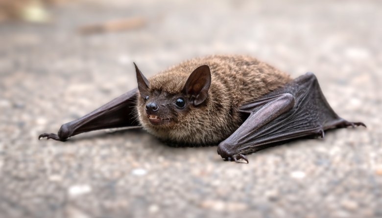 Confirman rabia en un murciélago en Castelar