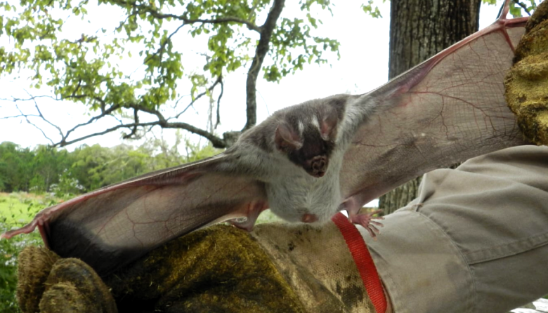 Refuerzan controles por rabia paresiante en bovinos en Corrientes