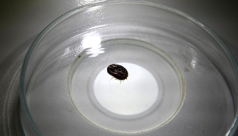 La UNNE fortalece el control de la garrapata del bovino con un servicio integral