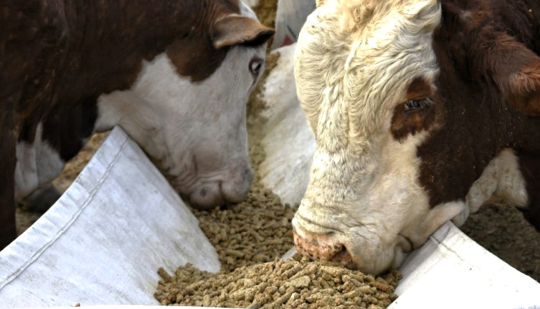 Convierten el afrecho de arroz en alimento bovino