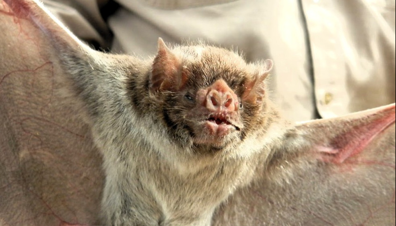 Confirman dos focos de rabia paresiante en bovinos en Corrientes y Misiones