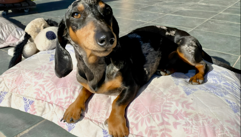 La forma en que se compra un cachorro influye en su salud en el futuro