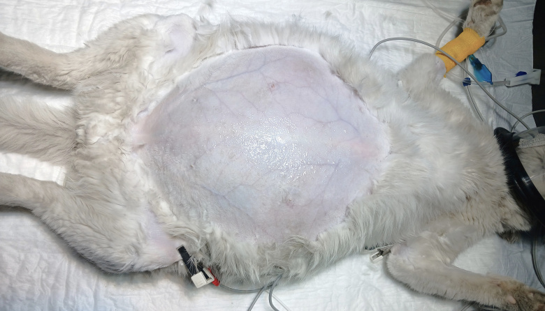 Documentan un caso inusual de echinococcosis quística abdominal en Chubut