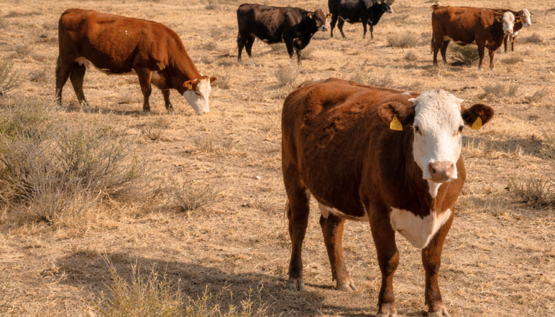 Una app permite evaluar la condición corporal del ganado con solo una foto