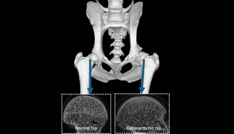 Osteoartritis canina: nuevos biomarcadores abren la puerta al diagnóstico precoz