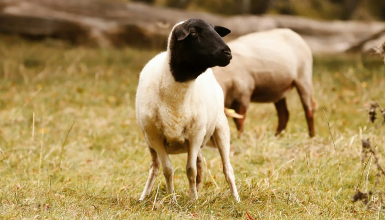 Confirman el primer caso de scrapie clásico en Argentina