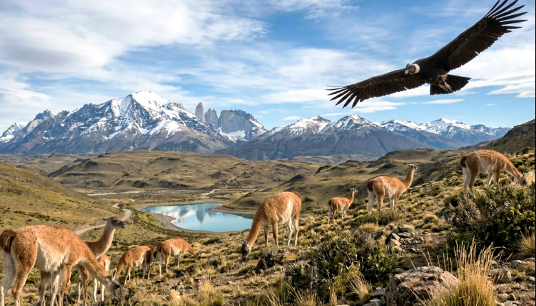 Biodiversidad: el rol estratégico de la veterinaria para su preservación