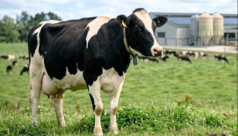 Ordeñe robotizado: cuando las vacas definen su propio ritmo