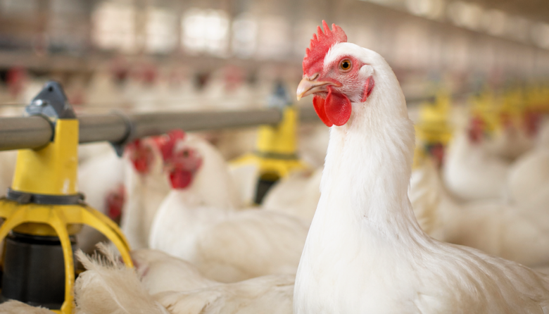 Argentina vuelve a ser país libre de influenza aviar