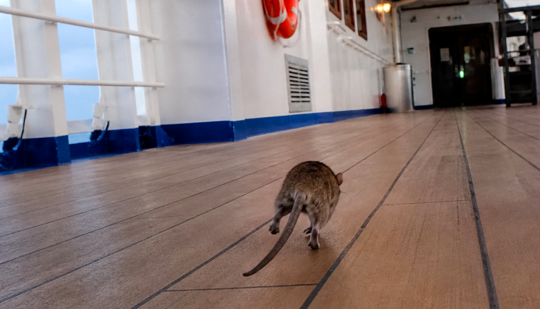 Hantavirus: una amenaza persistente que vuelve a encender alarmas en Argentina
