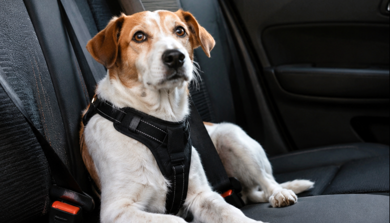Santa Fe refuerza la protección de los animales de compañía