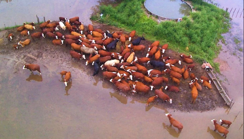 Cómo proteger al ganado en campos con exceso hídrico