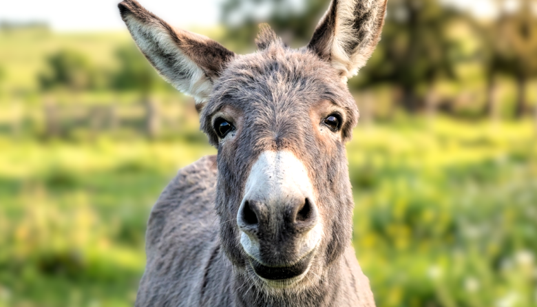 El merecido reconocimiento para un noble y tierno animal