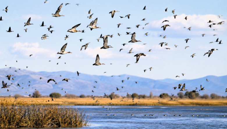 Aves migratorias: indicadores de la salud ambiental global