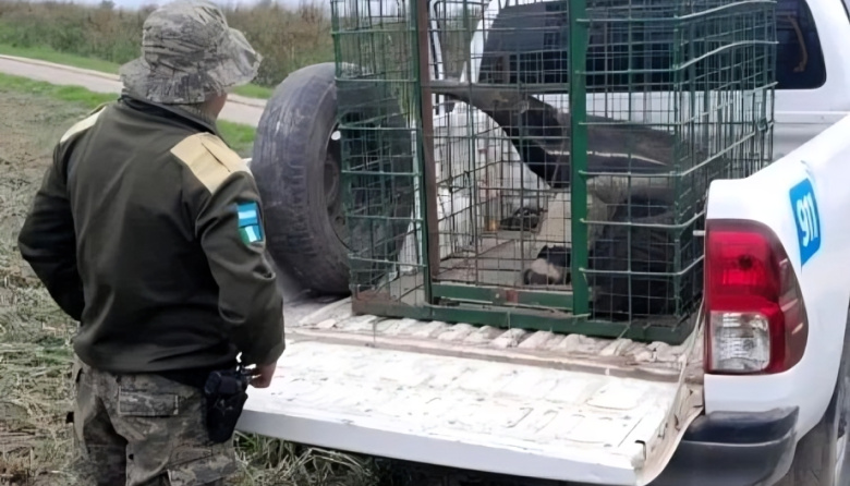 Veterinarios capacitan a fuerzas de seguridad sobre fauna silvestre
