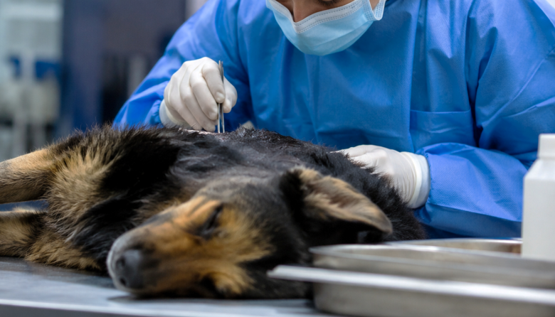 Peritaje veterinario forense: lanzan una capacitación pionera en el sur argentino